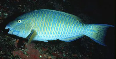 Blue-barred parrotfish (Scarus ghobban)