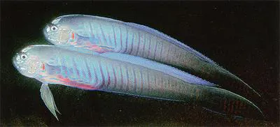 Blue-barred ribbon goby (Oxymetopon cyanoctenosum)
