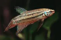 Blue betta (Betta smaragdina)