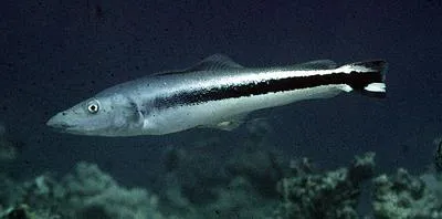 Blue blanquillo (Malacanthus latovittatus)