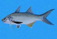 Blue bobo (Polydactylus approximans)