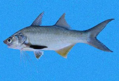Blue bobo (Polydactylus approximans)