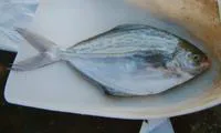 Blue butterfish (Stromateus fiatola)