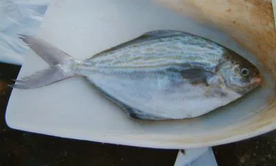 Blue butterfish (Stromateus fiatola)