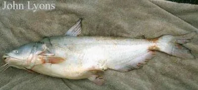 Blue catfish (Ictalurus furcatus)