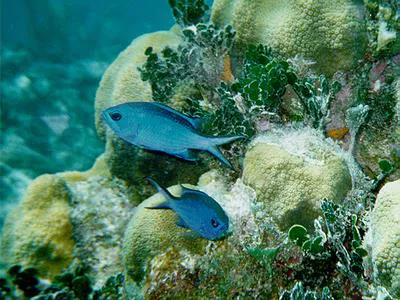 Blue chromis (Chromis cyanea)
