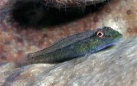 Blue coral ghost goby (Pleurosicya coerulea)