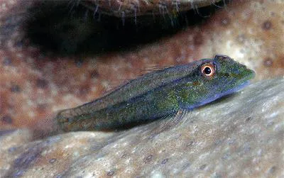 Blue coral ghost goby (Pleurosicya coerulea)