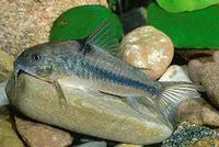 Blue corydoras (Corydoras nattereri)