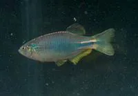 Blue danio (Danio kerri)
