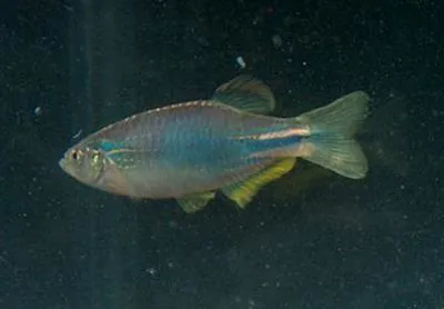 Blue danio (Danio kerri)