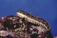 Blue-dashed rockskipper (Blenniella periophthalmus)