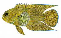 Blue devil (Paraplesiops meleagris)