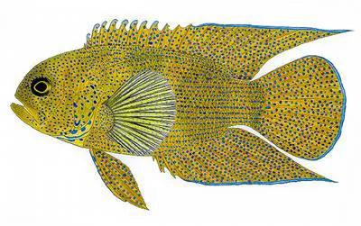 Blue devil (Paraplesiops meleagris)