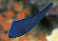 Blue devilfish (Assessor macneilli)