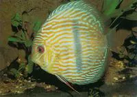 Blue discus (Symphysodon aequifasciatus)