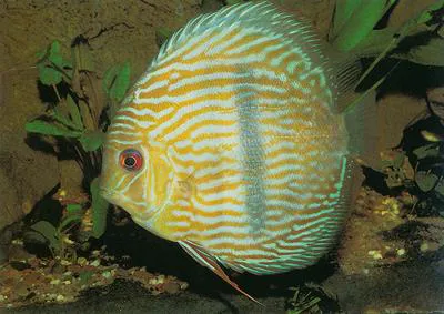 Blue discus (Symphysodon aequifasciatus)