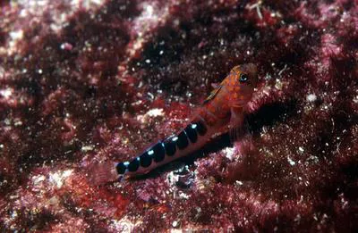 Blue-dot triplefin (Notoclinops caerulepunctus)