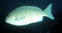 Blue drummer (Girella cyanea)