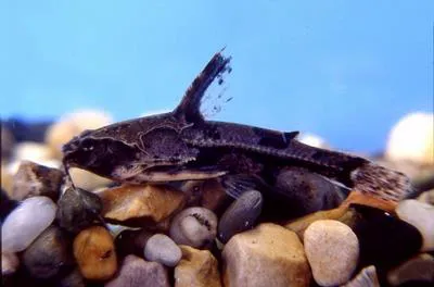 Blue-eye catfish (Platydoras hancockii)