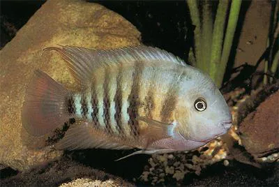 Blue-eye cichlid (Cryptoheros spilurus)