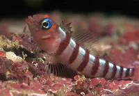 Blue-eyed triplefin (Notoclinops segmentatus)