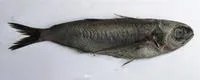 Blue fathead (Cubiceps caeruleus)