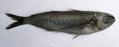 Blue fathead (Cubiceps caeruleus)