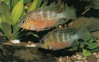 Blue flash (Thorichthys aureus)
