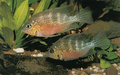 Blue flash (Thorichthys aureus)
