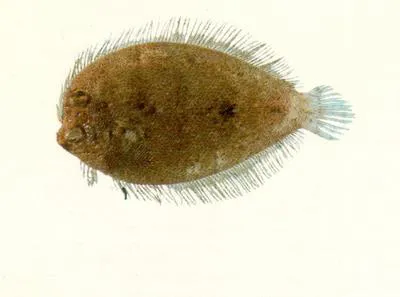 Blue flounder (Crossorhombus azureus)