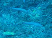 Blue goby (Ptereleotris calliura)