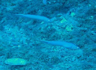Blue goby (Ptereleotris calliura)