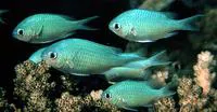 Blue green damselfish (Chromis viridis)