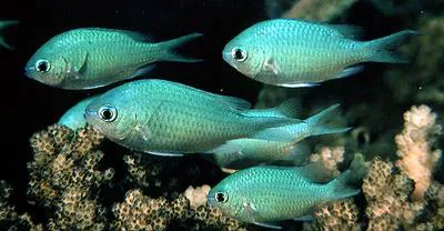 Blue green damselfish (Chromis viridis)