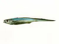 Blue grenadier (Macruronus novaezelandiae)