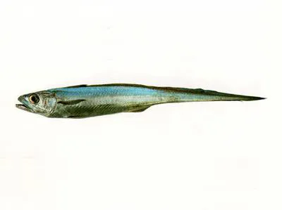 Blue grenadier (Macruronus novaezelandiae)