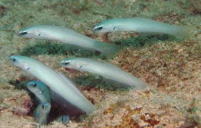 Blue gudgeon (Ptereleotris microlepis)