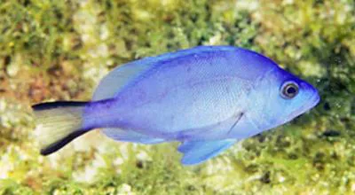 Blue hamlet (Hypoplectrus gemma)