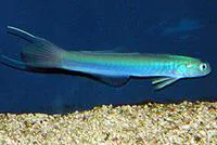 Blue hana goby (Ptereleotris hanae)