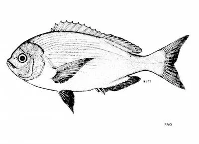 Blue hottentot (Pachymetopon aeneum)