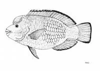 Blue humphead parrotfish (Chlorurus cyanescens)