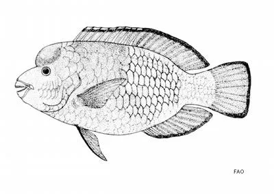 Blue humphead parrotfish (Chlorurus cyanescens)
