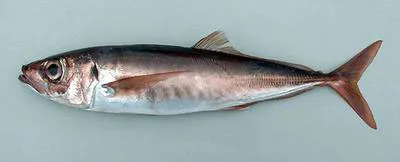 Blue jack mackerel (Trachurus picturatus)
