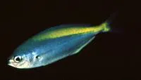 Blue knifefish (Labracoglossa nitida)