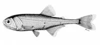 Blue lanternfish (Tarletonbeania crenularis)