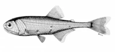 Blue lanternfish (Tarletonbeania crenularis)
