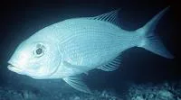 Blue-lined large-eye bream (Gymnocranius grandoculis)
