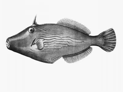 Blue-lined leatherjacket (Meuschenia galii)