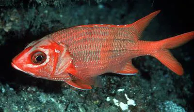Blue lined squirrelfish (Sargocentron tiere)